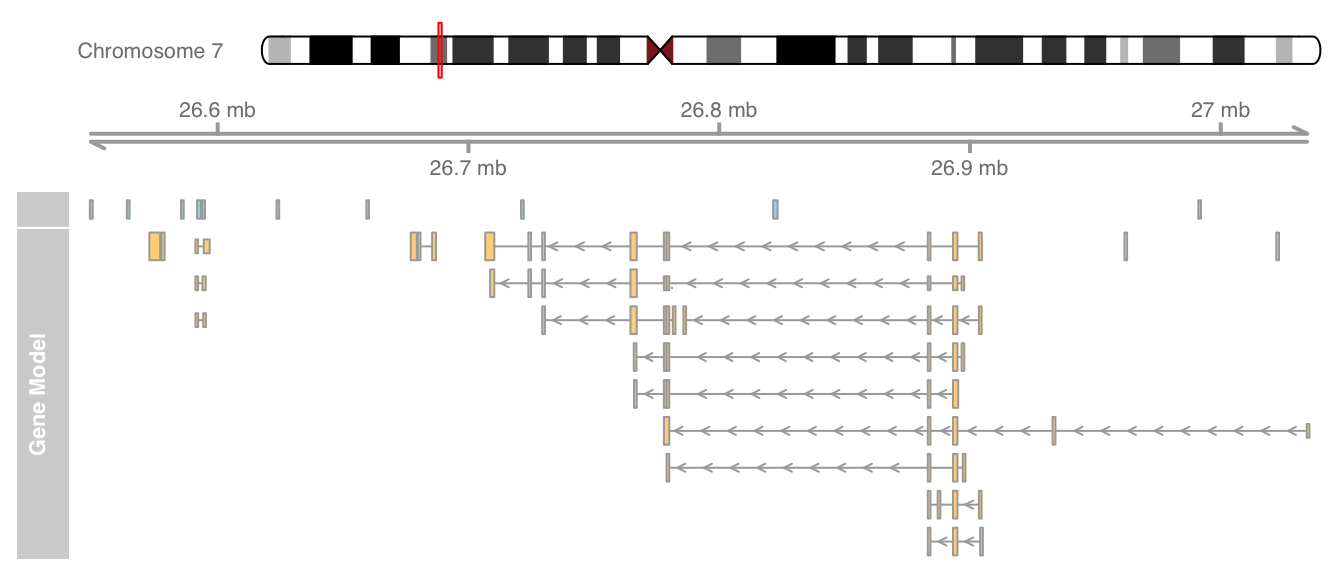 plot of chunk gene-model